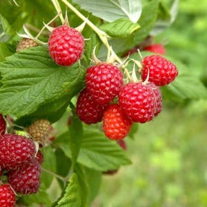 May include: A cluster of vibrant red raspberries hanging from a green leafy branch. The berries have a textured, bumpy surface and are in various stages of ripeness, with some appearing deep red and others showing a lighter, orange-red hue.