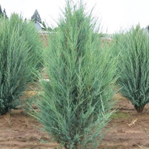 May include: A group of upright, conical evergreen juniper trees with dense, needle-like foliage in a muted blue-green hue. The trees are planted in rows within a field of brown soil, displaying a vertical growth habit and textured branches.