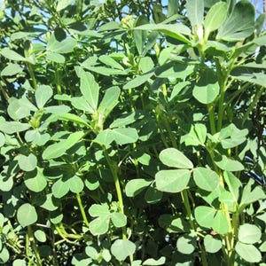 May include: Close-up of a lush, green plant with multiple stems and leaves. The leaves are a vibrant green, and the plant appears healthy and thriving. The plant's leaves have a distinctive shape, with multiple leaflets. The background is a mix of blue sky and other plants.