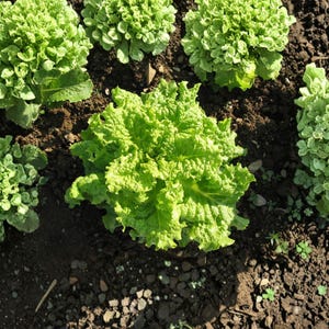 K&ouml;nnte beinhalten: Draufsicht auf mehrere K&ouml;pfe frischen, leuchtend gr&uuml;nen Salats, der in dunkelbrauner Erde w&auml;chst. Der Salat hat zerzauste, strukturierte Bl&auml;tter und ist in einem Garten angeordnet. Das Bild ist gut beleuchtet und hebt die nat&uuml;rlichen Farben hervor.