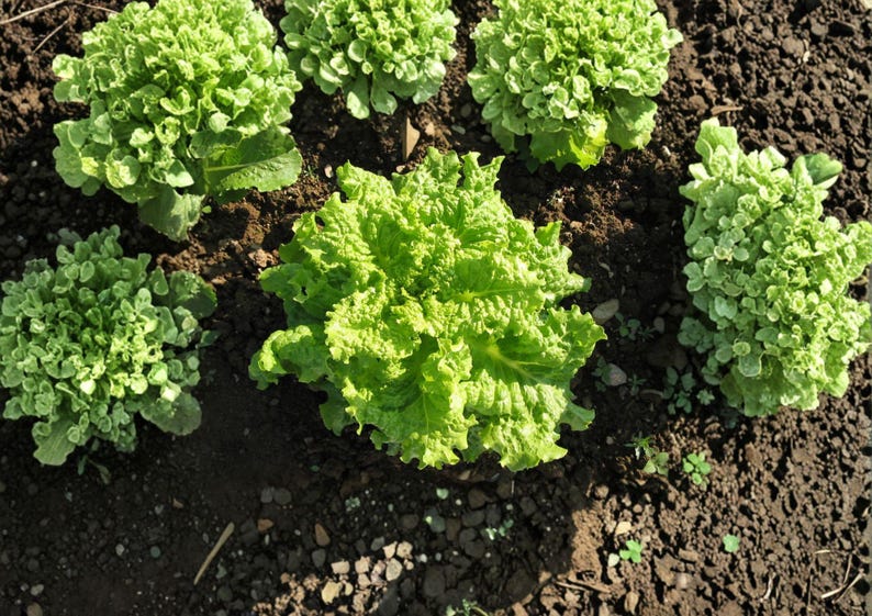 K&ouml;nnte beinhalten: Draufsicht auf mehrere K&ouml;pfe frischen, leuchtend gr&uuml;nen Salats, der in dunkelbrauner Erde w&auml;chst. Der Salat hat zerzauste, strukturierte Bl&auml;tter und ist in einem Garten angeordnet. Das Bild ist gut beleuchtet und hebt die nat&uuml;rlichen Farben hervor.