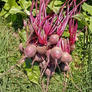 May include: A bunch of freshly harvested beets with deep red stems and vibrant green leaves. The beets are a deep purple color and are resting on a bed of green grass and foliage.
