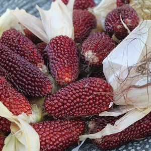 May include: Close-up of a pile of decorative Indian corn. The kernels are a deep burgundy color, and the husks are a creamy white. The corn is arranged in a natural, rustic display.