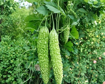 Dark Jade Hybrid Bitter Melon Seeds – 5 Climbing Vine Vegetable Seeds