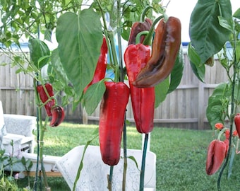 Giant Marconi Pepper Seeds – Heirloom Italian Sweet Vegetable Garden (25 Seeds)