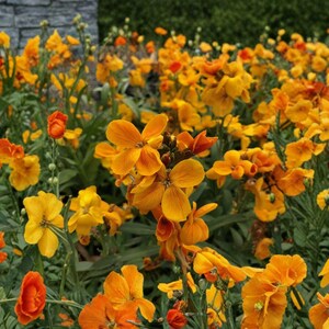 Siberian Wallflower Cheiranthus Allionii Seeds – 100 Bright Orange Spring Flower Seeds for Garden Borders