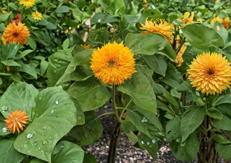 Sunflower Teddy Bear Dwarf Seeds – Double Golden Bloom Compact Garden ...