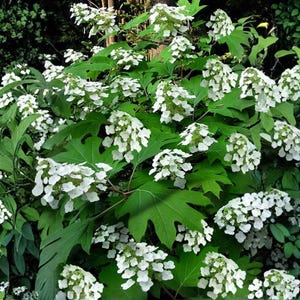 May include: A lush oakleaf hydrangea shrub featuring numerous clusters of small, white, four-petaled flowers. The plant displays large, deeply lobed, bright green leaves with a distinct oak-like shape, creating a dense and vibrant foliage display.