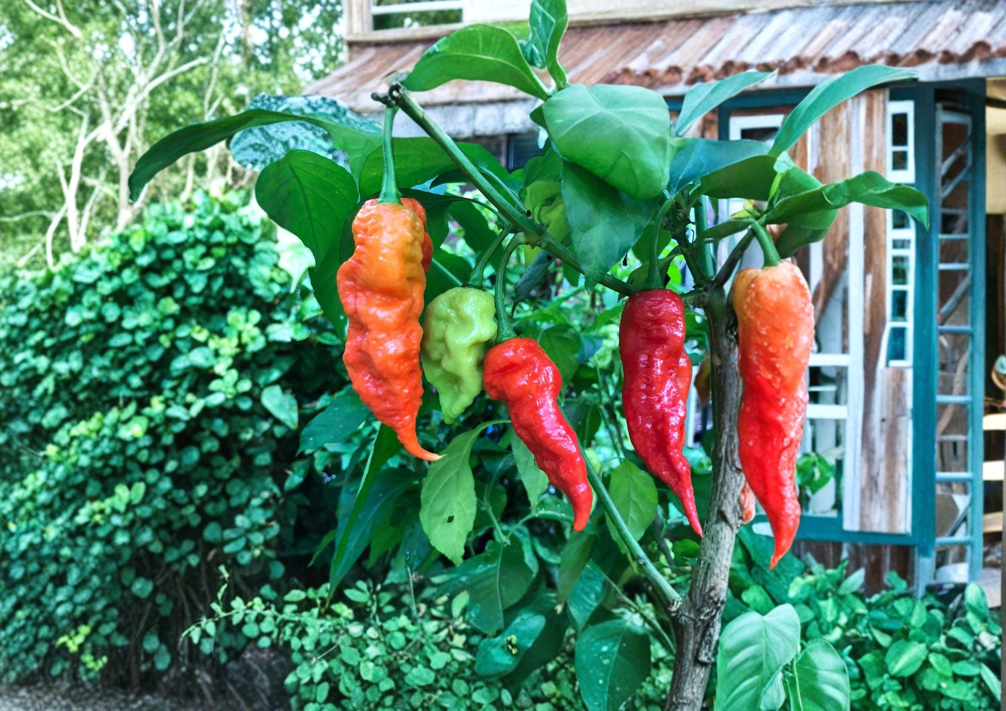25+ Ghost Pepper Seeds Bhut Jolokia Non GMO Heirloom Extremely Hot ...