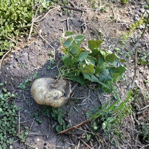 May include: A light-colored, irregularly shaped root vegetable with attached green leaves and vines, lying on the ground. The surrounding area features patches of green plants and exposed soil.