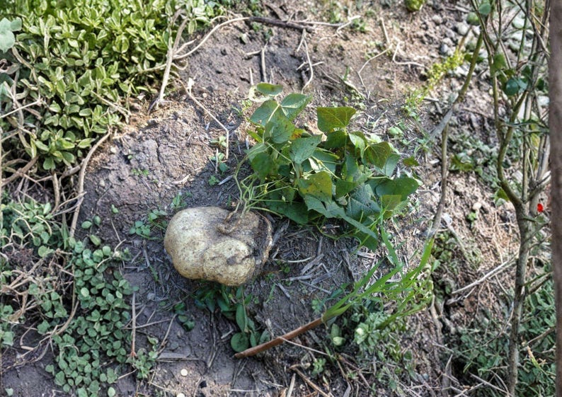 May include: A light-colored, irregularly shaped root vegetable with attached green leaves and vines, lying on the ground. The surrounding area features patches of green plants and exposed soil.