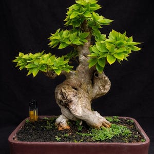 Pode incluir: Uma árvore bonsai com folhas verdes brilhantes e um tronco espesso e texturizado. A árvore está plantada em um vaso retangular marrom cheio de terra escura e pequenas plantas verdes. O fundo é preto.