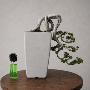Peut inclure: Un bonsaï avec un tronc tordu et des feuilles vertes dans un pot rectangulaire blanc. Le pot est posé sur une petite table ronde en bois foncé. Un briquet vert et noir est à côté du pot. La table mesure environ 60 cm de diamètre.