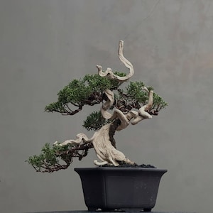 Werkelijke bonsai jeneverbes Sargenti Itoigawa Tanuki Stijl: klein formaat buiten binnen