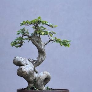 Verklig trädbonsai Bougainvillea Bobo Singapore Twisted Stamm: Liten storlek