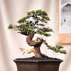 Werkelijke boombonsai Juniperus chinensis: klein formaat