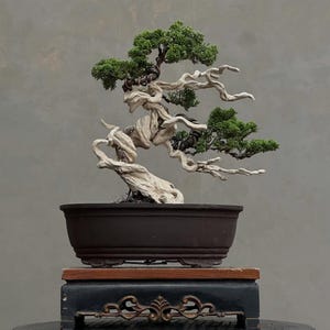 Bonsai Juniperus Chinensis Tanuki: di piccole dimensioni