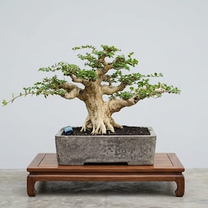 Bonsái Premna Microphylla de Real Pict: Planta tropical viva, ejemplar de tamaño pequeño para exterior e interior.