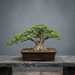 Puede incluir: Un bonsái con un tronco grueso, texturizado y de color marrón claro, con ramas extendidas cubiertas de pequeñas y densas hojas verdes. El árbol está plantado en una maceta rectangular de cerámica marrón oscuro con tierra y musgo.