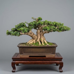 Pode incluir: Um bonsai com um tronco grosso, texturizado e castanho-claro, com folhagem verde densa, plantado num vaso retangular de cerâmica castanho-escuro. A árvore é exibida num suporte de madeira escura polida com pernas curvas.