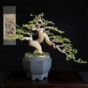 Actual Pict Bonsai Tree Premna Microphylla Semi- Cascade Style :  Small Size