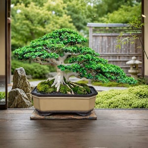 Vero albero bonsai Premna Microphylla: taglia piccola