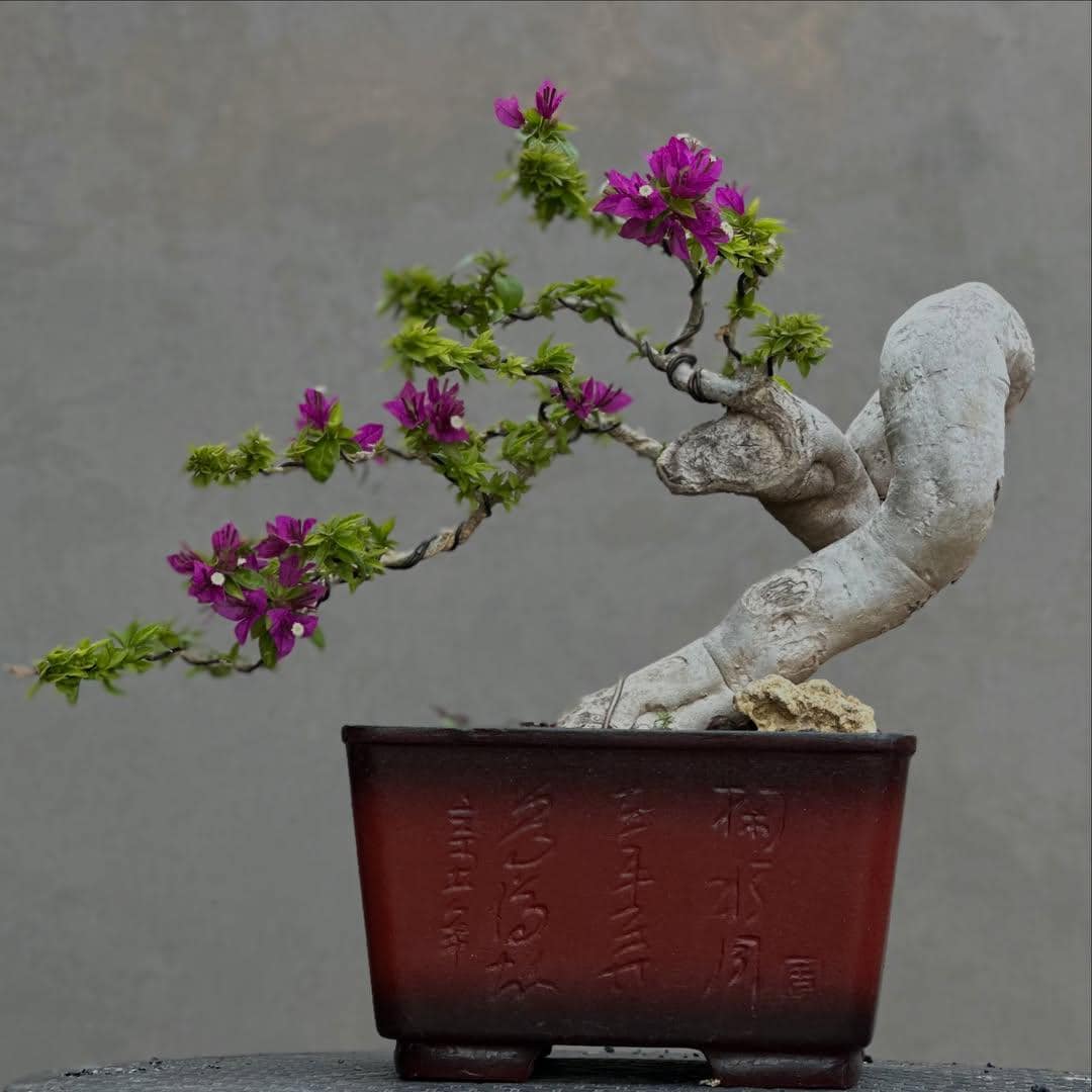 Bougainvillea bonsai - Etsy 日本