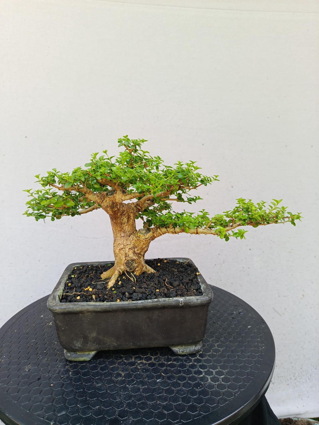 Premna Microphylla Bonsai Tree: Tropical Live Plant, Small Size ...