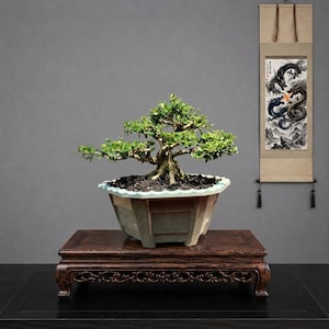 May include: A green bonsai tree with a thick, textured trunk planted in a light-coloured, hexagonal ceramic pot. The pot sits on a dark brown, rectangular wooden display stand with ornate carved legs. A vertical wall scroll features two dragons.