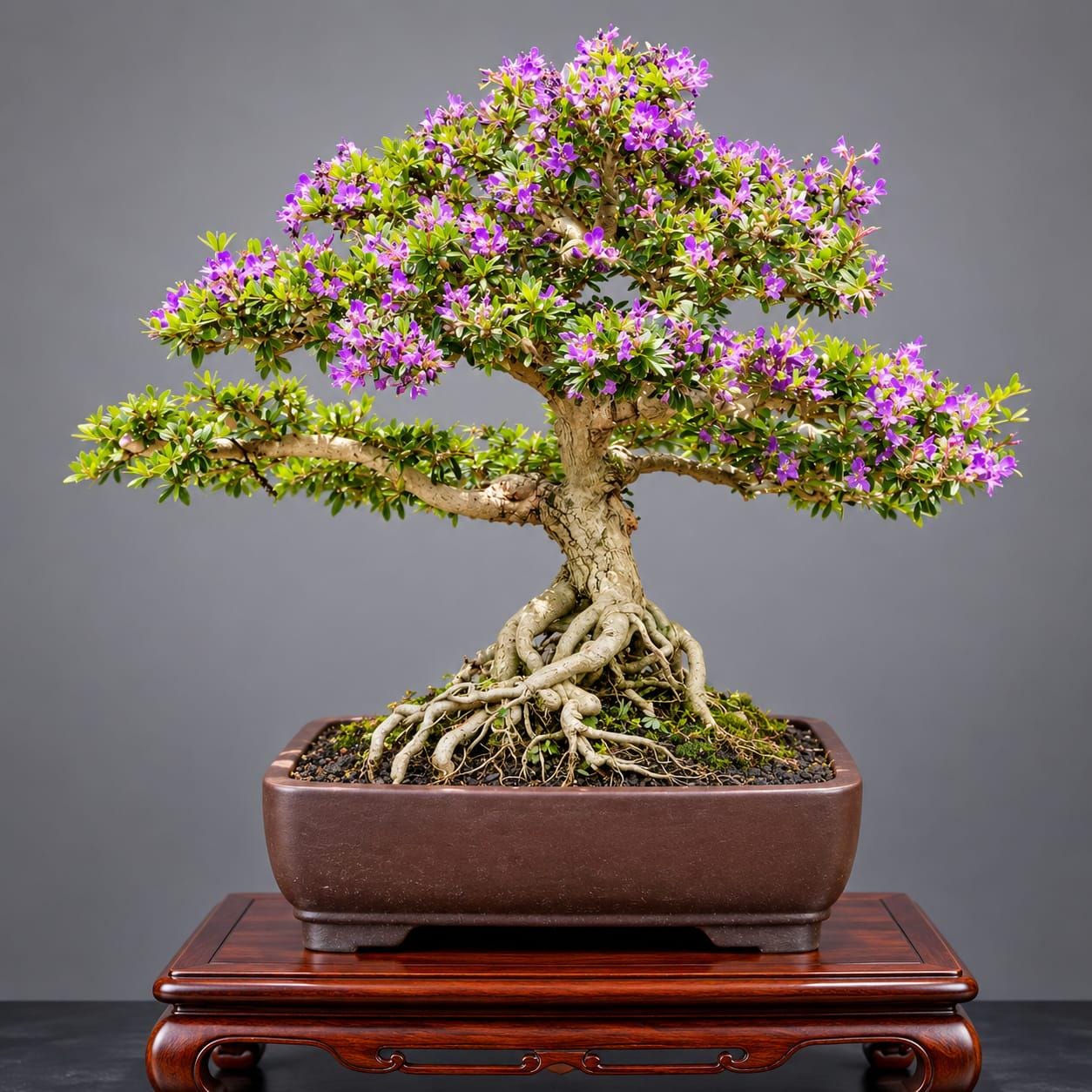 Desmodium Blue Bell Bonsai Tree:Medium Size