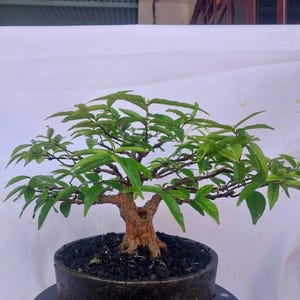 Real Pict Water Jasmine Bonsai Tree: Tropical Live Plant, Small Size Specimen