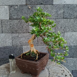 May include: A small bonsai tree with a light brown, textured trunk and vibrant green leaves, planted in a square, dark brown ceramic pot with decorative side details. A clear plastic lighter stands next to the pot for scale reference.