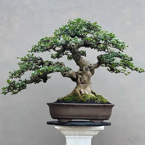 Actual Tree Bonsai Hokiantea (Carmona Retusa): Medium Size