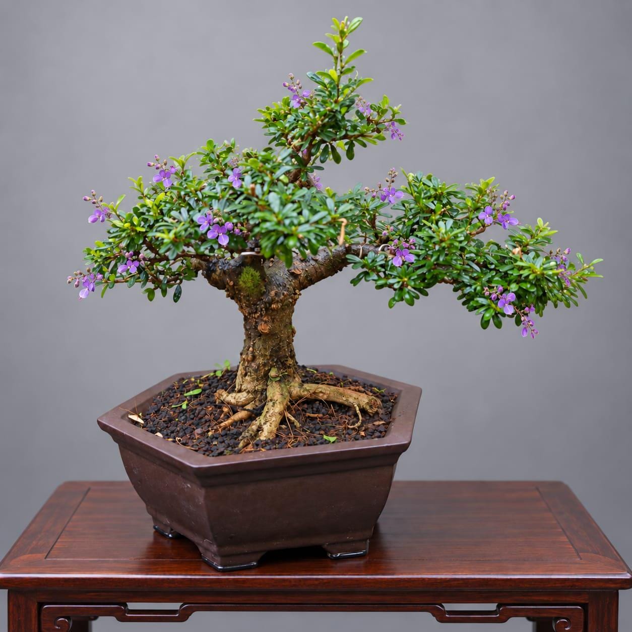 Blue Bell Desmodium Bonsai Tree:Small Size