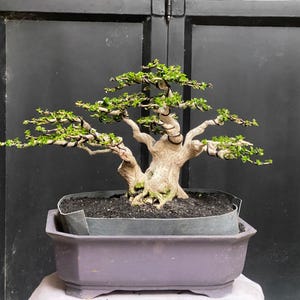 Tatsächlicher Pict-Bonsai-Baum Premna Microphylla: Mittelgroß