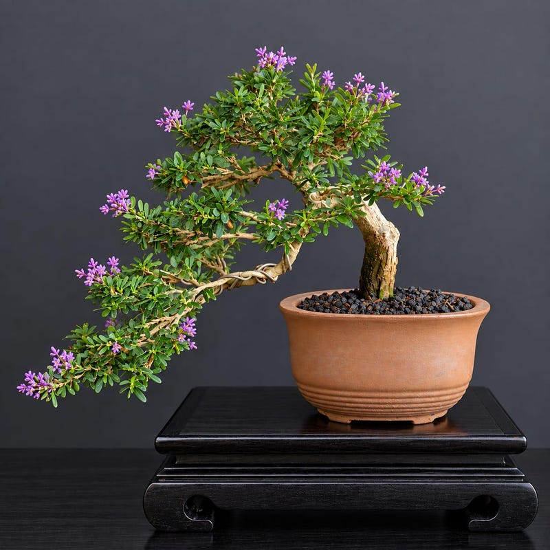 Tanuki Pot Mame Bonsai for Sale - Etsy