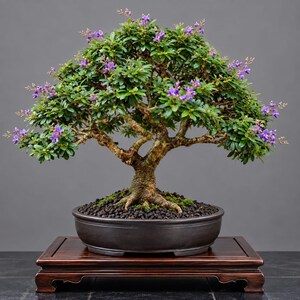Blue Bell  Desmodium Bonsai Tree:Small Size
