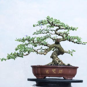 Actual Tree Bonsai Desmodium Blue Bell :Medium Size