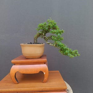 Real Pict Desmodium Blue Bell Semi Cascade Bonsai Tree: Mame Size.