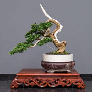 Blue Bell Desmodium Bonsai Tree Deadwood:Medium Size