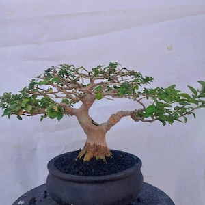 Echte Pict Bonsai Premna Microphylla: Tropische Lebende Pflanze, Kleines Exemplar