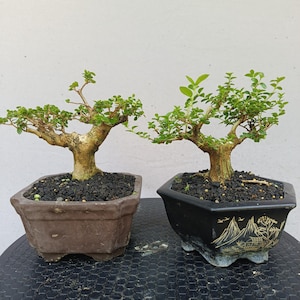 2 Year Old Bonsai Tree - Etsy
