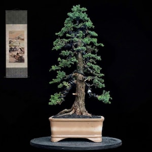May include: A tall, upright evergreen bonsai tree with dense green needles and dark, textured bark, featuring black training wires wrapped around its branches. The tree is planted in a rectangular, light beige ceramic pot with a dark soil base.