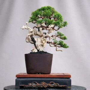 Bonsai de Juniperus Chinensis Tanuki (árvore verdadeira): tamanho pequeno