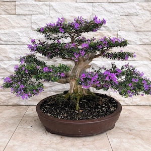 Prawdziwe drzewko bonsai Desmodium Blue Bell: mały rozmiar