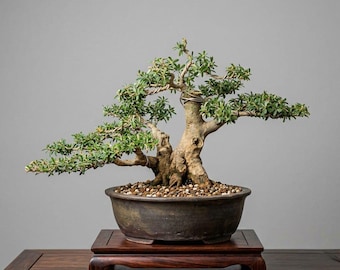 Request Order From Muhammad F Desmodium Blue Bell Bonsai Tree