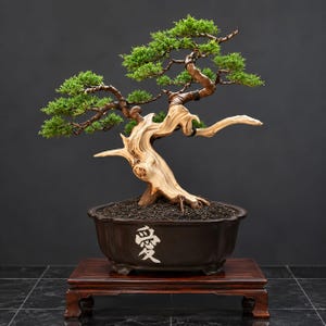Junipererus Chinensis Bonsai Tree :Medium Size