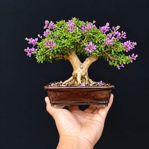 Desmodium Blue Bell Bonsai Tree:Small Size