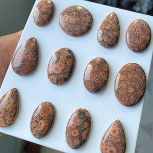 Pode incluir: Uma cole&ccedil;&atilde;o de pedras preciosas de jaspe pele de leopardo polidas em v&aacute;rias formas, incluindo ovais, redondas e em forma de gota. As pedras apresentam um padr&atilde;o manchado de manchas castanho-avermelhadas e pretas sobre um fundo bege. As pedras preciosas s&atilde;o exibidas numa superf&iacute;cie branca.