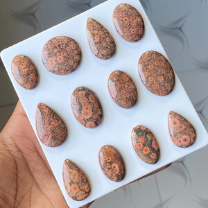 Pode incluir: Uma cole&ccedil;&atilde;o de pedras preciosas de jaspe leopardo polidas em v&aacute;rias formas, incluindo ovais e l&aacute;grimas. As pedras exibem um padr&atilde;o mosqueado de castanho, laranja e preto, sobre um fundo branco. As pedras preciosas est&atilde;o dispostas sobre uma superf&iacute;cie branca.